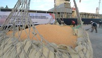 Pekerja menyiapkan jagung untuk diangkut ke atas kapal di Pelabuhan Anggrek, Kabupaten Gorontalo Utara, Gorontalo, Rabu (29/5/2024).  