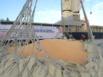50 Ribu Ton Jagung Diekspor ke Filipina