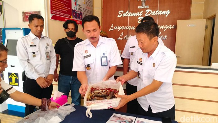 Petugas menunjukkan ikan balado yang dipakai untuk menyelundupkan obat terlarang di Lapas Brebes, Rabu (29/5/2024).