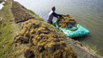 Melihat Proses Panen Rumput Laut di Indramayu