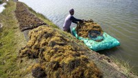 Rumput laut yang baru dipanen tampak dikeringkan.  