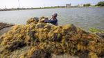 Melihat Proses Panen Rumput Laut di Indramayu