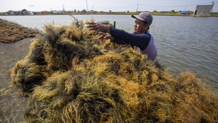 Potensi nilai tambah rumput laut Petambak memanen rumput laut di Desa Pabean Udik, Indramayu, Jawa Barat, Rabu (29/5/2024). Kementerian Kelautan Perikanan (KKP) menghitung potensi nilai tambah hilirisasi rumput laut mencapai angka 11,8 miliar dolar AS atau setara Rp 182 triliun. ANTARA FOTO/Dedhez Anggara/wpa.
