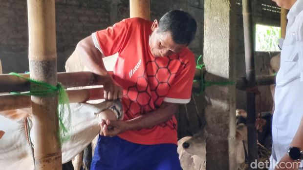 Potret lapak pedagang hewan kurban di Kasihan, Bantul, Rabu (29/5/2024).