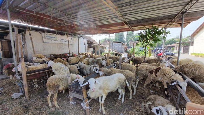 Potret lapak pedagang hewan kurban di Kasihan, Bantul, Rabu (29/5/2024).
