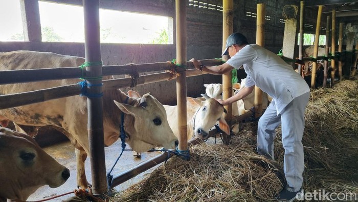 Potret lapak pedagang hewan kurban di Kasihan, Bantul, Rabu (29/5/2024).
