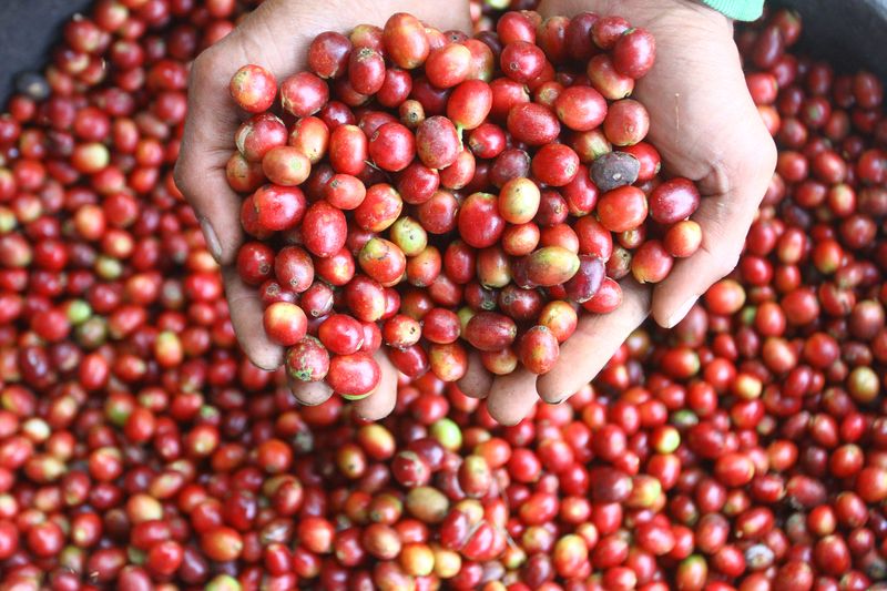 Petani menjemur kopi di gubug fermentasi Desa Taji, Jabung, Malang, Jawa Timur, Rabu (29/5/2024). Tanaman kopi jenis robusta serta arabika yang awalnya ditanam masyarakat setempat sebagai upaya reboisasi untuk mengurangi longsor di lereng Gunung Bromo tersebut kini mampu menghasilkan sedikitnya 4,5 ton biji kopi per tahun dari lahan seluas 85 hektare dan telah dpasarkan ke berbagai kota di Indonesia serta sebagian diekspor ke Singapura. ANTARA FOTO/Ari Bowo Sucipto/tom.