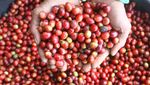 Produksi Kopi di Lereng Gunung Bromo Capai 4,5 Ton Per Tahun