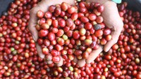 Tanaman kopi jenis robusta serta arabika yang awalnya ditanam masyarakat setempat sebagai upaya reboisasi untuk mengurangi longsor di lereng Gunung Bromo tersebut kini mampu menghasilkan sedikitnya 4,5 ton biji kopi per tahun dari lahan seluas 85 hektare.
