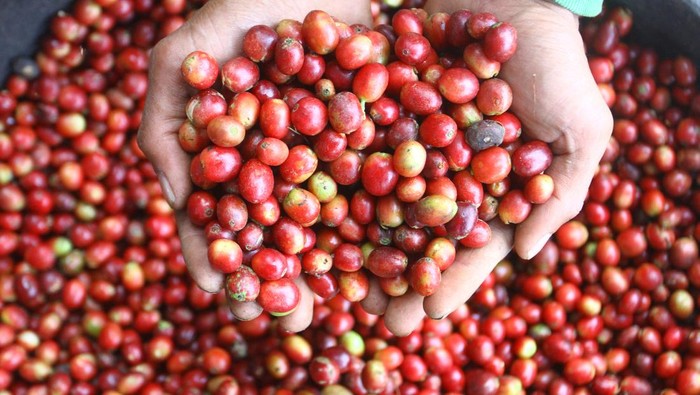 Petani menjemur kopi di gubug fermentasi Desa Taji, Jabung, Malang, Jawa Timur, Rabu (29/5/2024). Tanaman kopi jenis robusta serta arabika yang awalnya ditanam masyarakat setempat sebagai upaya reboisasi untuk mengurangi longsor di lereng Gunung Bromo tersebut kini mampu menghasilkan sedikitnya 4,5 ton biji kopi per tahun dari lahan seluas 85 hektare dan telah dpasarkan ke berbagai kota di Indonesia serta sebagian diekspor ke Singapura. ANTARA FOTO/Ari Bowo Sucipto/tom.
