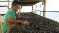 Produksi kopi ini pun telah dipasarkan ke berbagai koat di Indonesia serta sebagian diekspor ke Singapura.