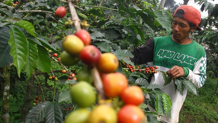 Produksi kopi di lereng Gunung Bromo Petani menjemur kopi di gubug fermentasi Desa Taji, Jabung, Malang, Jawa Timur, Rabu (29/5/2024). Tanaman kopi jenis robusta serta arabika yang awalnya ditanam masyarakat setempat sebagai upaya reboisasi untuk mengurangi longsor di lereng Gunung Bromo tersebut kini mampu menghasilkan sedikitnya 4,5 ton biji kopi per tahun dari lahan seluas 85 hektare dan telah dpasarkan ke berbagai kota di Indonesia serta sebagian diekspor ke Singapura. ANTARA FOTO/Ari Bowo Sucipto/tom.