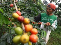 Mengapa Tumbuhan Perlu Menyebarkan Bijinya? Begini Alasannya
