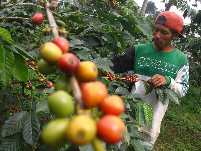 Petani menjemur kopi di gubug fermentasi Desa Taji, Jabung, Malang, Jawa Timur, Rabu (29/5/2024). Tanaman kopi jenis robusta serta arabika yang awalnya ditanam masyarakat setempat sebagai upaya reboisasi untuk mengurangi longsor di lereng Gunung Bromo tersebut kini mampu menghasilkan sedikitnya 4,5 ton biji kopi per tahun dari lahan seluas 85 hektare dan telah dpasarkan ke berbagai kota di Indonesia serta sebagian diekspor ke Singapura. ANTARA FOTO/Ari Bowo Sucipto/tom.