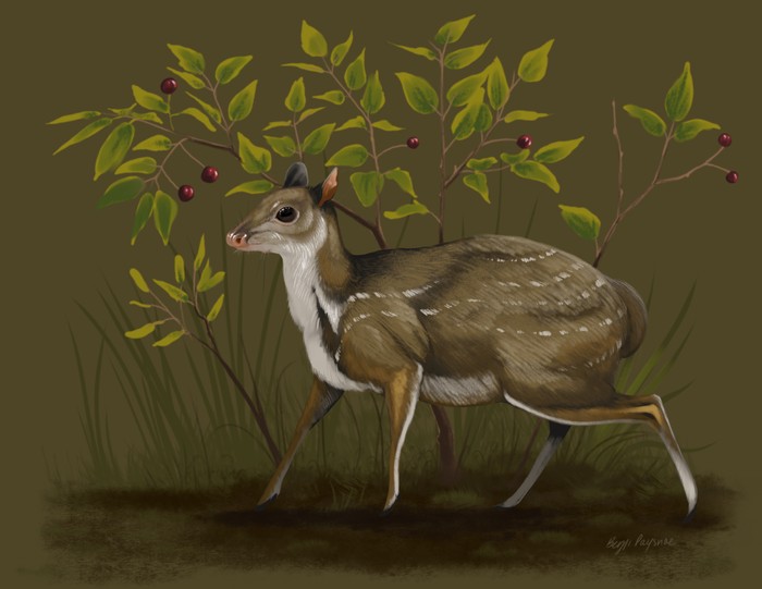 Rekonstruksi rusa genus baru bertubuh kecil bernama Santuccimeryx elissae