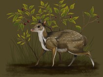 Penemuan Fosil Rusa Purba Mirip Kucing, Hidup 32 Juta Tahun Lalu