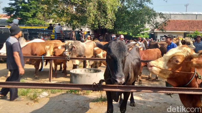Sapi di pasar hewan Jatinom, Kabupaten Klaten, Rabu (29/5/2024).