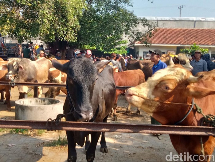 Sapi di pasar hewan Jatinom, Kabupaten Klaten, Rabu (29/5/2024).