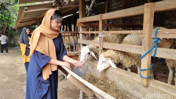 SPG hewan kurban di Tamantirto, Bantul, kini berpenampilan syari. Foto diambil Rabu (29/5/2024).