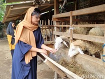 3 Hal di Balik Penampilan Syari SPG Kambing Kurban di Bantul