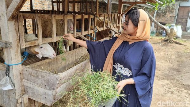 SPG penjualan kambing kurban di Godegan, Kasihan, Bantul kini berpenampilan tertutup, Rabu (29/5/2024).