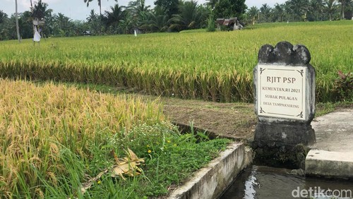 Subak Pulagan di Tampaksiring, Gianyar, Bali, Selasa (28/5/2024).