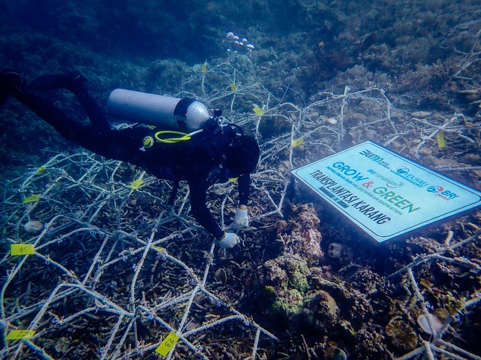 BRI Menanam Grow & Green Bantu Jaga Ekosistem Laut dan Kembangkan Potensi Wisata Daerah