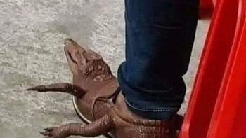 Sepatu kulit buaya asli. Foto: Instagram/hard.images