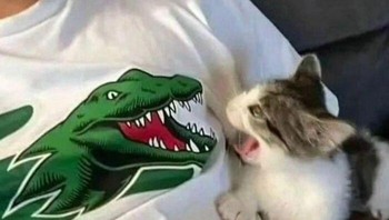 Gambar kaos vs kucing. Foto: Instagram/hard.images