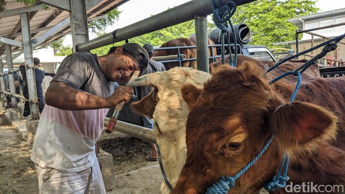Jasa salon sapi Tulungagung
