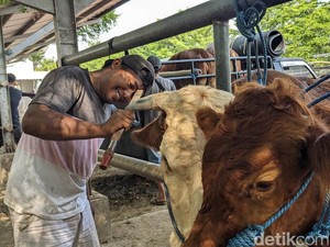 Jasa Salon Sapi di Tulungagung Raup Cuan Belasan Juta Jelang Idul Adha