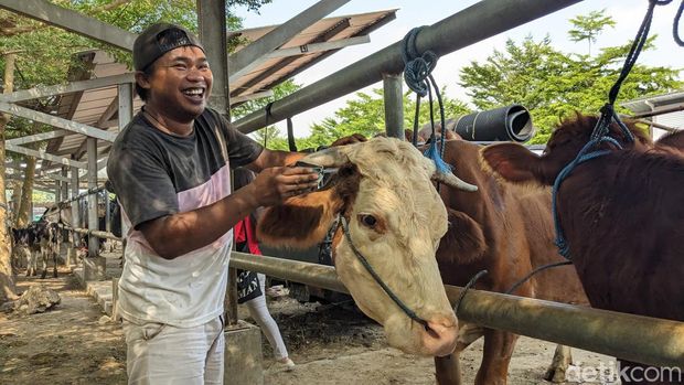 Jasa salon sapi Tulungagung