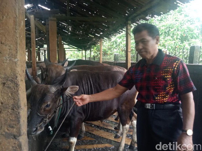Sejumlah pedagang hewan kurban di Kota Palembang mulai mempersiapkan hewan kurban menjelang Idul Adha. Tak hanya itu, pedagang hewan kurban juga menjaga kualitas hewan kurban.