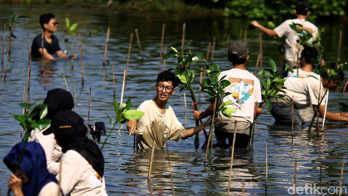 Penanaman Mangrove di Kebun Raya Mangrove Surabaya