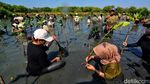 Ratusan Mahasiswa Tanaman Bibit Mangrove Untuk Pelestarian Lingkungan
