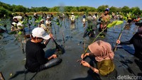 Para mahasiswa terjun langsung untuk melakukan penanaman bibit mangrove.