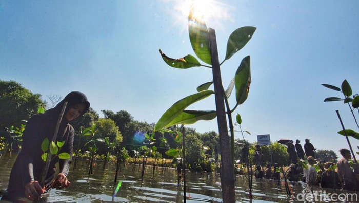 Penanaman Mangrove di Kebun Raya Mangrove Surabaya