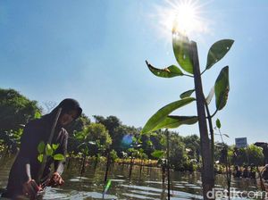 3 Rekomendasi Wisata Mangrove di Surabaya, Tempat Healing yang Tenang