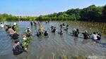 Ratusan Mahasiswa Tanaman Bibit Mangrove Untuk Pelestarian Lingkungan