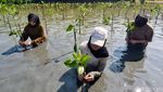 Ratusan Mahasiswa Tanaman Bibit Mangrove Untuk Pelestarian Lingkungan
