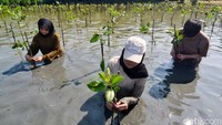 Sejumlah mahasiswa memancangkan tananaman mangrove.
