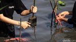 Ratusan Mahasiswa Tanaman Bibit Mangrove Untuk Pelestarian Lingkungan