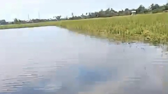 Petani gagal panen di Pinrang karena sawah terendam air akibat pendangkalan saluran pembuangan air.