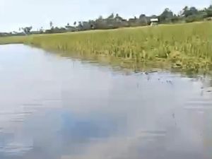 Lahan Petani di Pinrang Gagal Panen Imbas Pendangkalan Saluran Pembuangan
