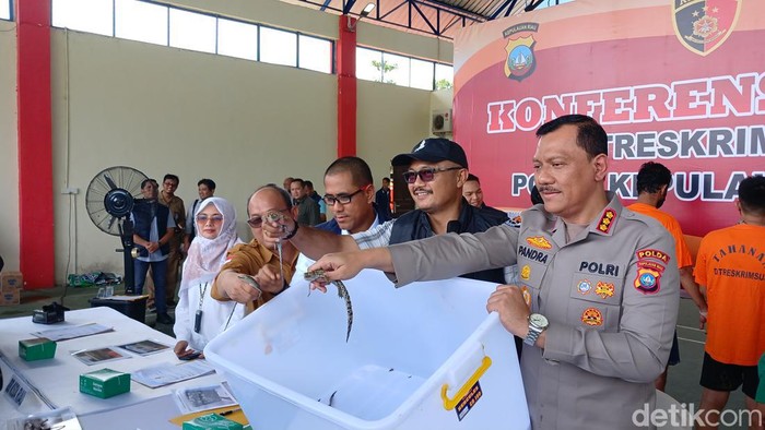 Polda Kepri menggagalkan penyelundupan 52 ekor anak buaya muara ke Thailand via Malaysia di Batam. (Foto: Alamudin Hamapu)