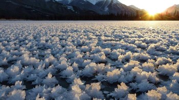 Bunga es yang satu ini bukan yang biasa dijumpai di dalam lemari pendingin, melainkan di Antartika dengan suhu yang bisa mencapai -22 derajat Celsius. (Foto: Internet)