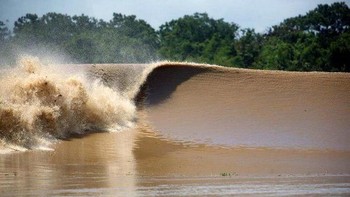 Gelombang Pororoca yang berasal dari Sungai Amazon bisa memiliki tinggi hingga empat meter dan kerap membawa pohon-pohon utuh dari sungai tersebut, namun para peselancar sering menantang bahaya dengan mengarungi arus tersebut. (Foto: Internet)
