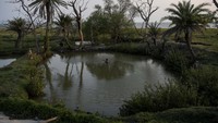 Pulau initerancam hilang sepenuhnya dalam beberapa dekade jika tidak ada atas dampak perubahan iklim.  