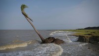 Sebuah pohon kalapa tergerus air di bagian selatan Pulau Ghoramara, Sundarbans, Benggala Barat, India, 18 Mei 2024.  