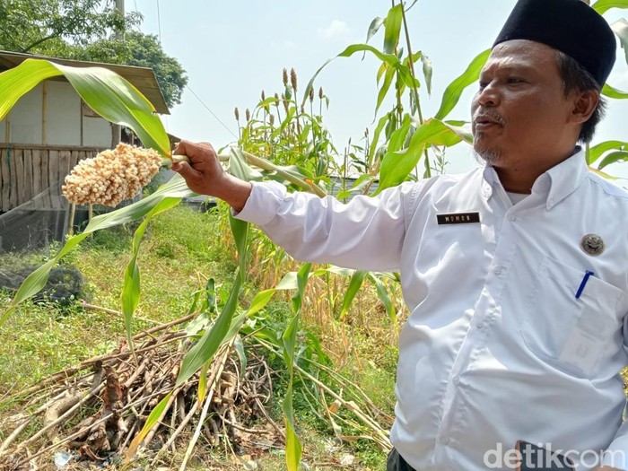 Tanaman sorgum bioguma di Desa Beber, Kecamatan Beber, Kabupaten Cirebon